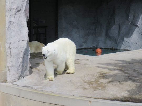 旭山動物園のシロクマ