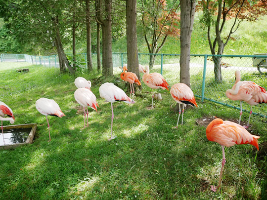 旭山動物園のフラミンゴ