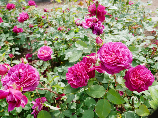 出発前のセグウェイ