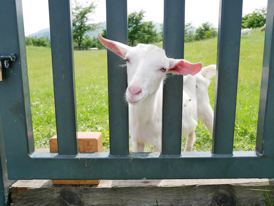 ヤギさんも柵から顔を出してきます